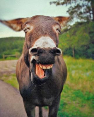 Прикрепленное изображение: 05445.jpg